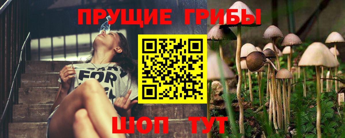 Псилоцибиновые грибы Psilocybe Ишимбай